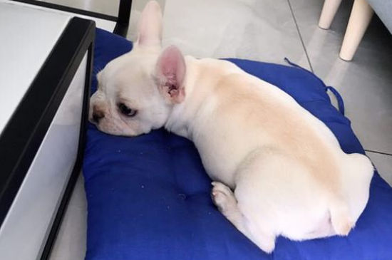 法国斗牛犬有攻击性吗