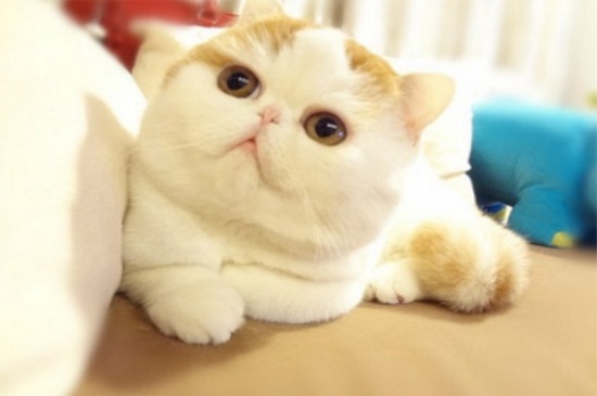 猫咪吐猫粮但精神很好