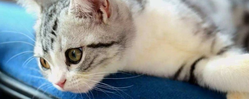 猫做完绝育手术后注意事项
