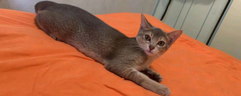 好养的小型宠物猫