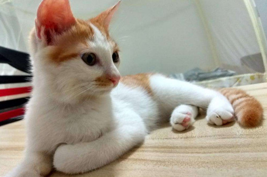 猫咪喜欢主人的表现