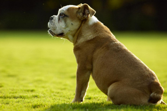 如何纠正狗狗对其他犬凶
