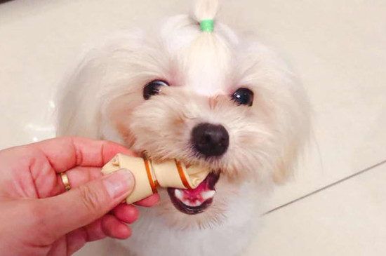 狗狗老是咳嗽卡卡要吐