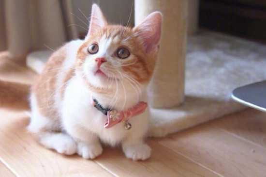 橘猫越打越凶怎么办