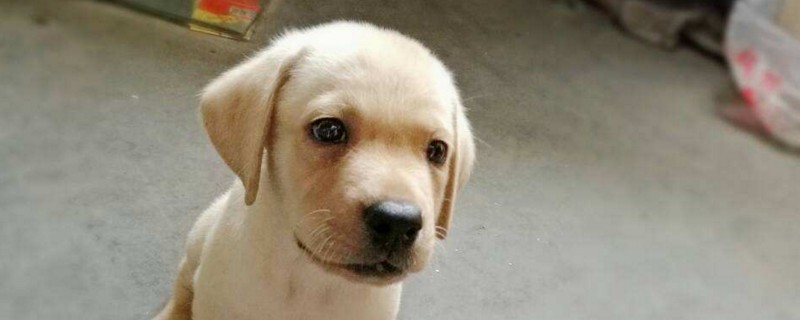 拉布拉多幼犬怎么喂养