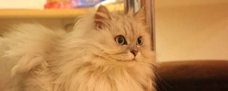 猫能吃骨头吗