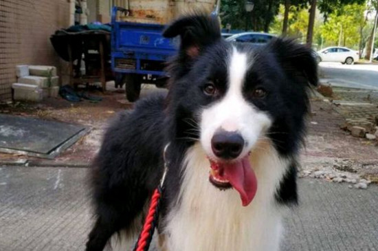 怎样训练边境牧羊犬