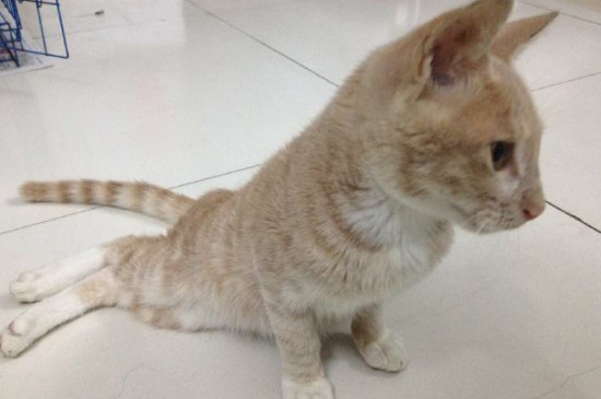 猫咪突然随地大小便