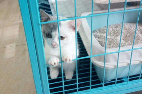 养猫上班要关笼子里吗