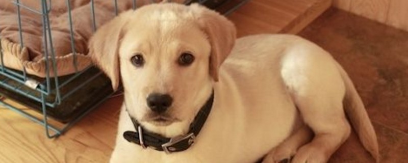 拉布拉多犬几个月懂事
