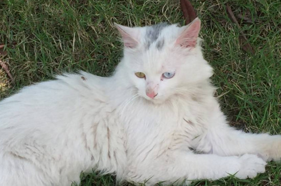 猫咪没打疫苗能绝育吗