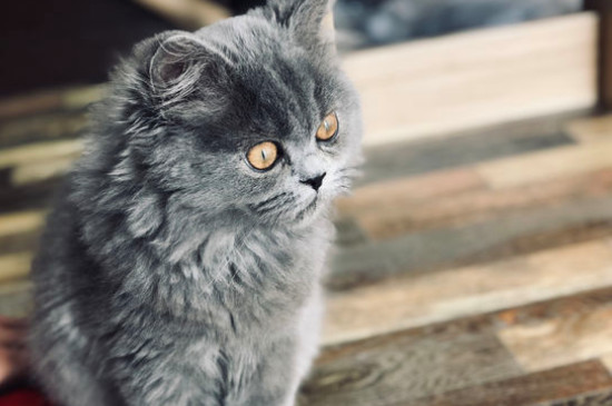 折耳猫尾巴僵硬