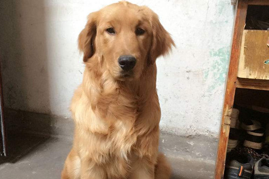 狗每天吃多少