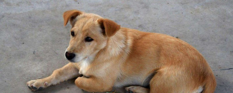 土狗不吃饭是什么原因