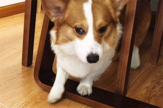 宠物狗会吃屎吗