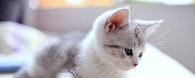 猫咪吃的少怎么办