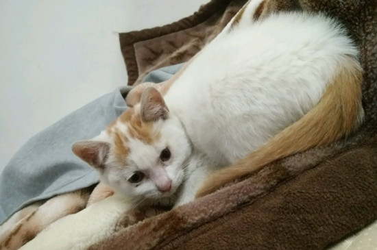 猫打完疫苗后呕吐