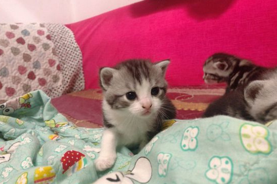 猫咪换粮软便几天能好