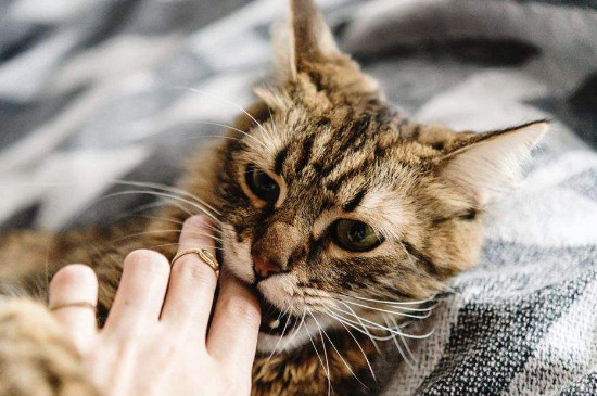 小猫咬人的时候蹬腿