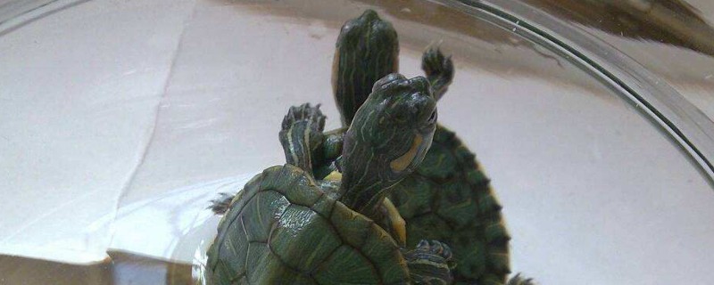 乌龟怎么养才不会死掉