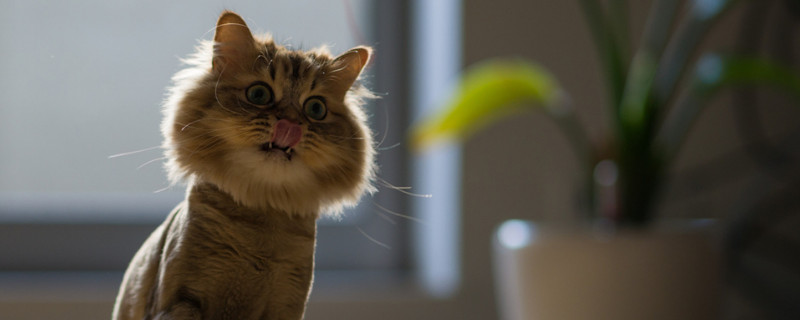 猫为什么会抱着东西用腿蹬