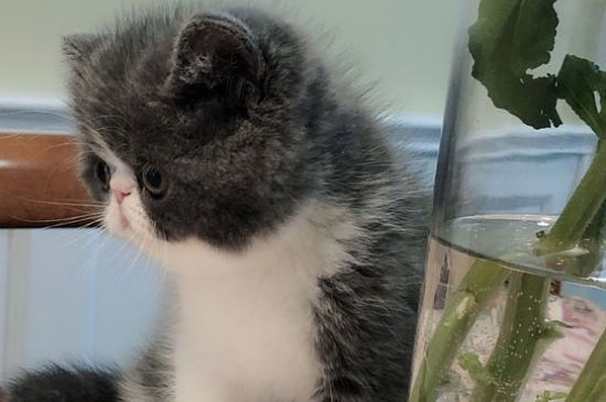 加菲猫几个月发腮