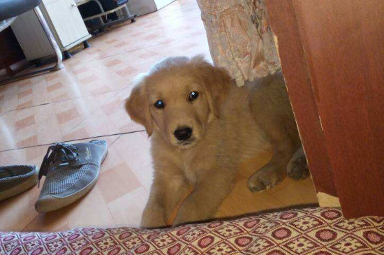 狗狗狂犬疫苗多久打一次
