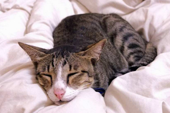 女生可以和猫一起睡觉吗