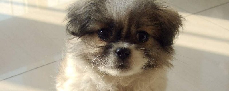 捡回来的狗狗注意事项