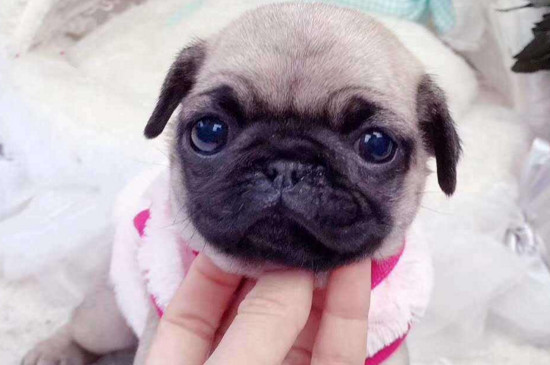 便宜好养的小型犬