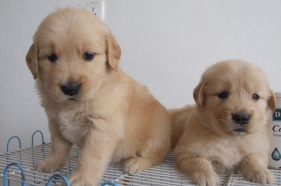 金毛幼犬可以吃鸡蛋吗