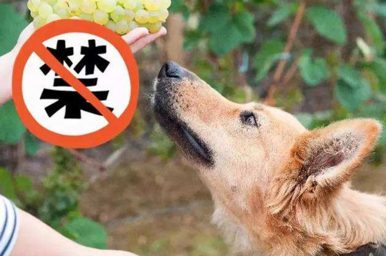 狗吃完提子的中毒症状