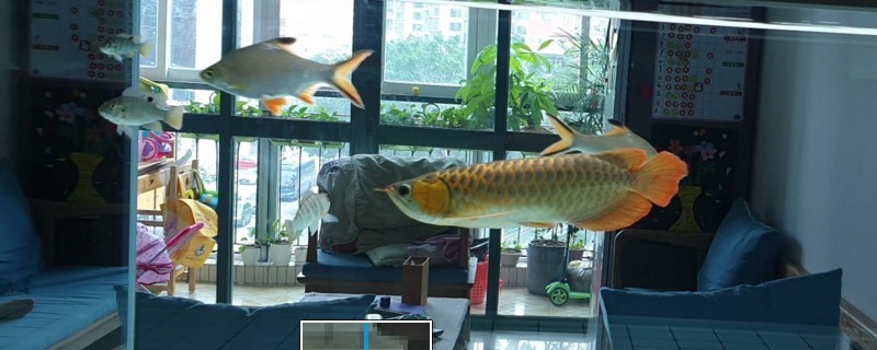 龙鱼烂尾怎么办