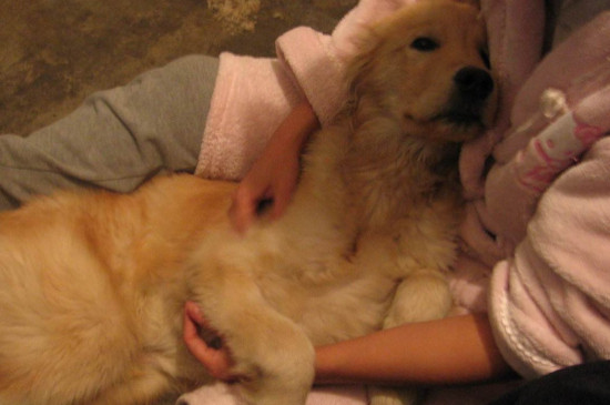 狗狗肝腹水怎么治疗