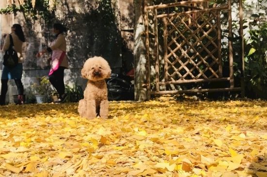狗没把你当主人的表现