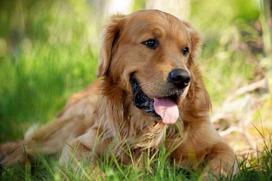 类似可卡犬的狗有哪些