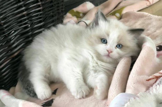 刚出生小猫不张嘴喝奶