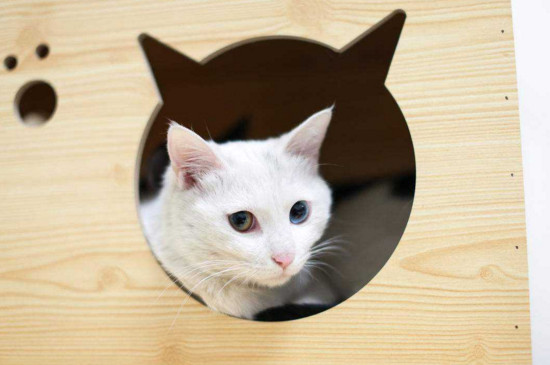 被猫抓伤出血要打针吗