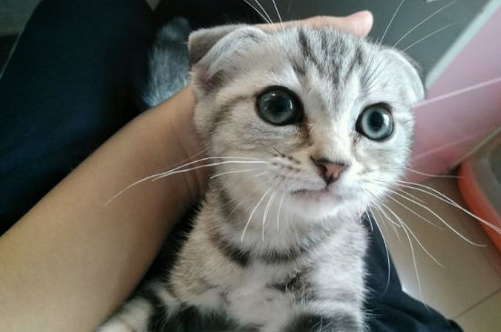折耳猫根折和半折差别