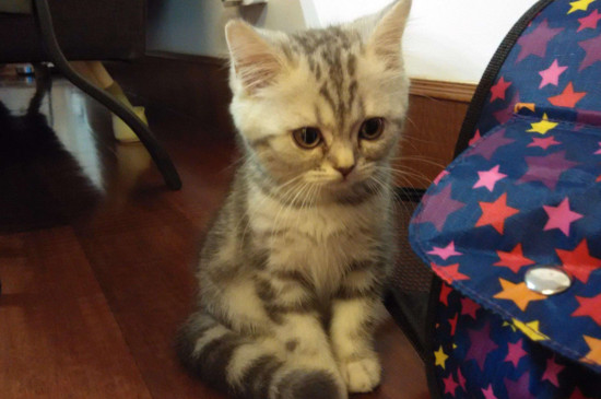 猫腿受伤怎么处理