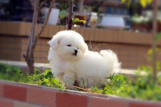 卷毛比熊犬吃什么最好