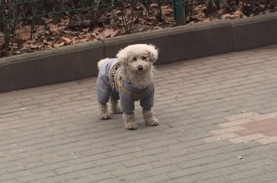 走丢的狗狗会回来吗