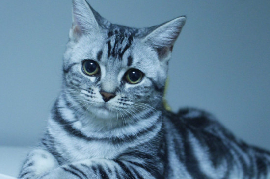 猫尾巴竖起来急速颤动