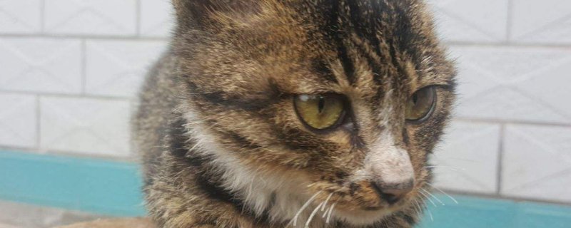 猫尾巴上有黑点点