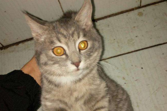 500元以下的猫品种