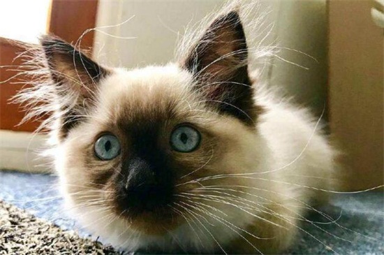 剪了猫的胡子猫死了