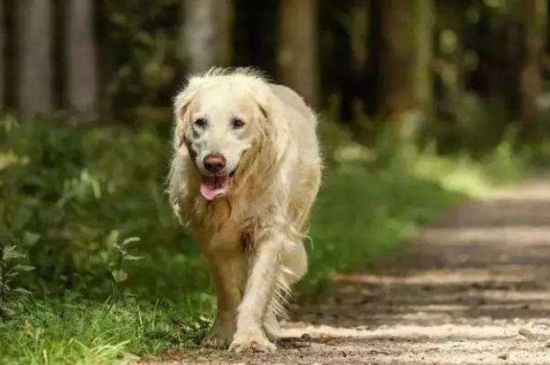 狗狗打狂犬疫苗前能洗澡吗