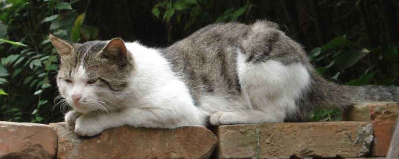 猫不恐高吗