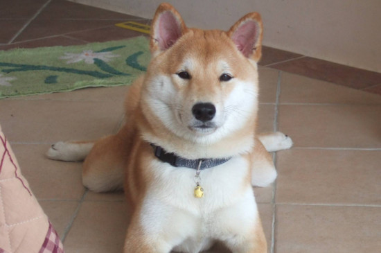 柴犬为什么那么贵