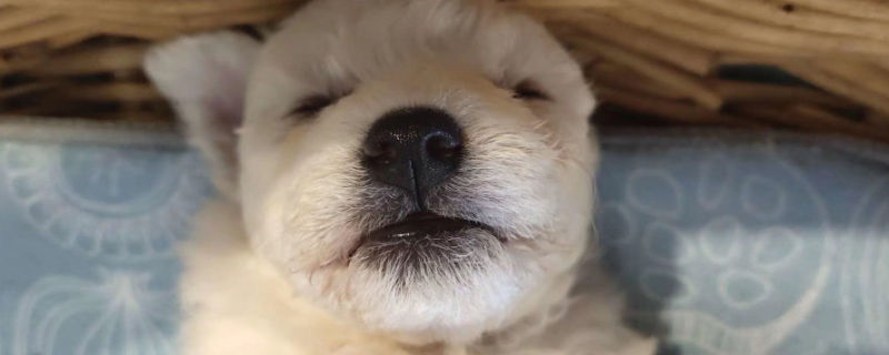 狗狗狗瘟好转的征兆